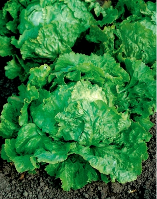 Ledena salata "Doree de Printemps" - hrskava, velike glave - 400 sjemenki - Lactuca sativa L.  - sjemenke