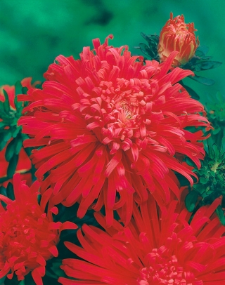 Röd krysantemumblommad aster "Flame" - 500 frön - Callistephus chinensis