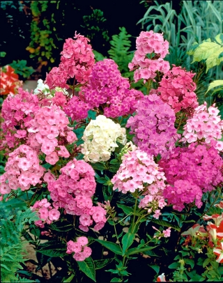 Осінні флокси, садовий флокс, багаторічний флокс, літній флокс - 100 насінин - Phlox paniculata - насіння