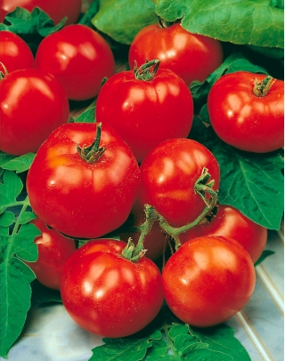 トマト「ベータ」 - 趣味の庭師に最適 - Lycopersicon esculentum Mill  - シーズ