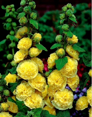 Hollyhock Chater's Double Yellow sēklas - Althaea rosea fl. pl. - 50 sēklas - Alcea