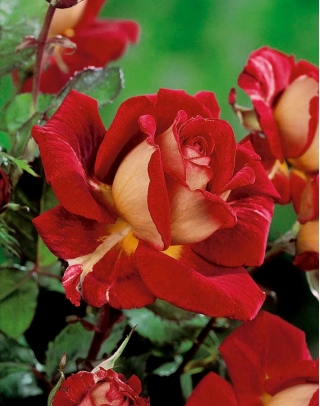 Μεγάλο ανθισμένο τριαντάφυλλο κρεμώδες-λευκό-κόκκινο-γλάστρες δενδρύλλιο - 
