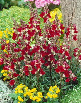 Common snapdragon "Night&Day" - scarlet-white