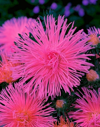 Needle-petal aster "Valkyria" - salmon-pink-red - 225 seeds