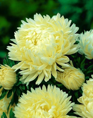 ดอกแอสเตอร์ "Sonata" ดอกโบตั๋นดอก - สีเหลืองครีม - 225 เมล็ด - Callistephus chinensis 