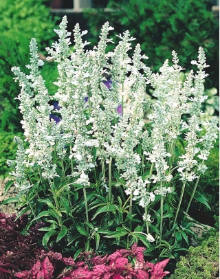 Mealycup sage "White Bedder"; bijak mealy - Salvia farinacea - benih