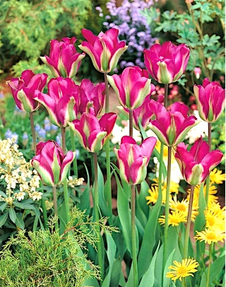 Tulipa Violet Bird - paquete de 5 piezas