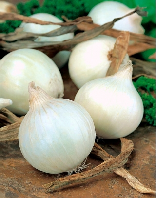 بصل "علي بابا" - أبيض ، رقيق متنوعة للتخزين طويل الأجل - 750 بذرة - Allium cepa L. - ابذرة