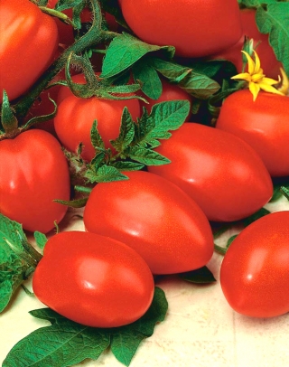Tomate "Cencara F1" - Hochwachsend Gewächshaustomate 