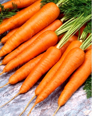 Carrot "Rodos F1" - small-root type, medium-early variety - 4250 seeds