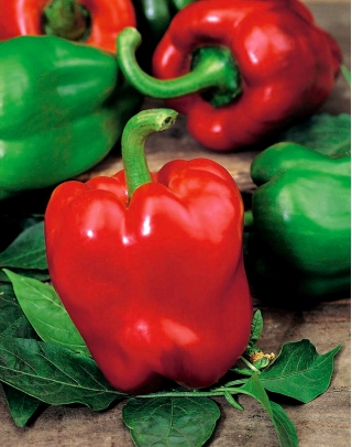 Pepper "Symphony" - pro pěstování pod kryty - prémiová odrůda pro všechny - 10 semen - Capsicum L. - semena