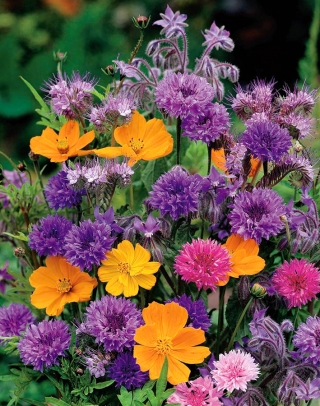 Selección de plantas con flores aromáticas - paquete grande - 125 g - 