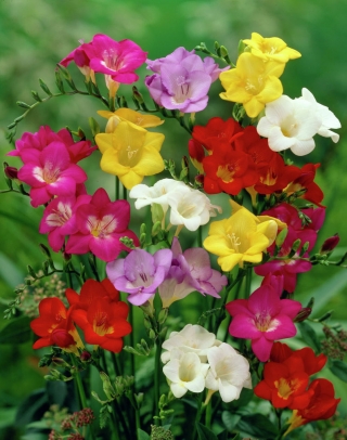 Single–flowered freesia – colour selection – large pack! – 100 pcs