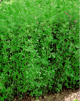 Alfalfa "Maga" - 1 kg; lucerne
