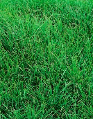 Perennial ryegrass 4N Solen C1 - 5 kg; Ryegrass Inggeris, ryegrass musim sejuk, rumput sinar - 