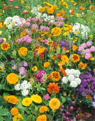 "Krakow torg" melliferous utvalg av blomster - 