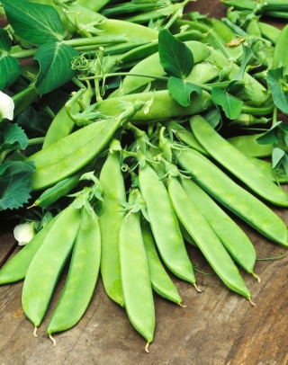 雪豌豆“Carouby” - 整个豆荚可食用 - Pisum sativum - 種子