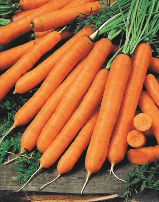 Cà rốt "Cidera" - Cà rốt loại Nantes dùng để bảo quản - 2550 hạt - Daucus carota ssp. sativus 