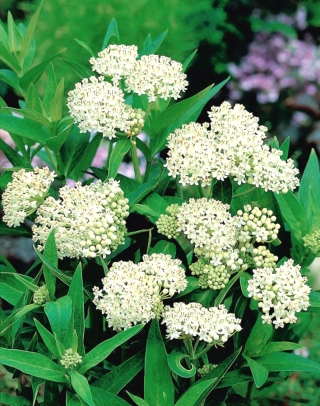 Soo piim "Iceballet"; roosi milkweed, - 60 seemnet - Asclepias incarnata - seemned