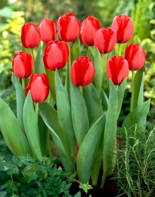 Tulip 'Red Impression' - embalagem grande - 50 unidades