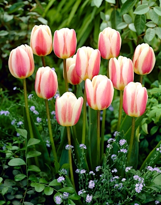 Tulipa Beautiful World - Tulip Beautiful World - 5 bebawang - Tulipa Beau Monde