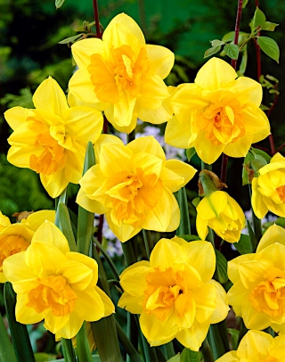 Daffodil, narcissus - double flowers - 'Apotheose' - large package - 50 pcs