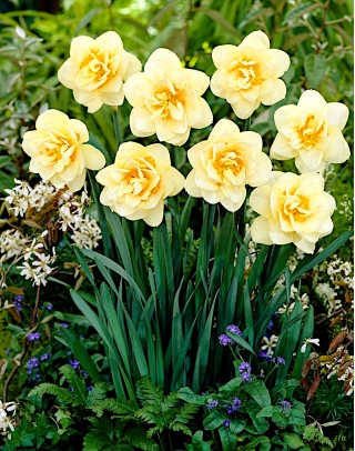Daffodil, narcissus Manly - pacchetto grande! - 50 pz
