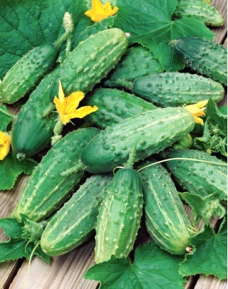 "Soplica" cucumber - a pickling variety - SEED TAPE