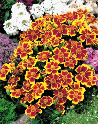 Marigold "Disco" - μονό άνθη, χαμηλής ανάπτυξης, καρμίνιο-κίτρινο - 