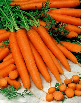 Carrot Berlikumer 2 - Berlo - medium late variety