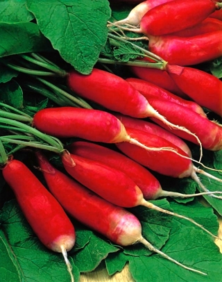 萝卜Ksantypa-红色拉长的根 - 