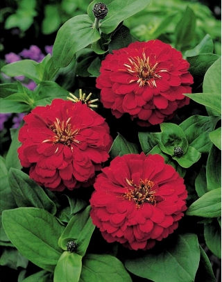 Ortak zinya "Bordo" - Bordo kırmızısı yıldız çiçeği çiçekli; gençlik ve yaş, zarif zinnia - 
