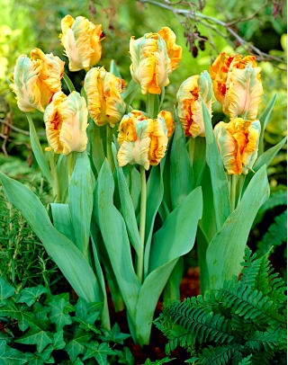 Tulip 'Parrot King' - paquete grande - 50 piezas