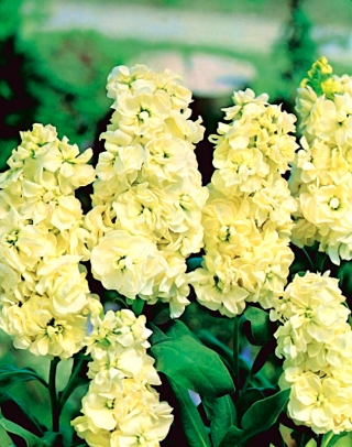 Običajna zaloga Excelsior - svetlo rumena; Zaloga Brompton, hoary stalež, desettedenska zaloga, gilly-flower - 