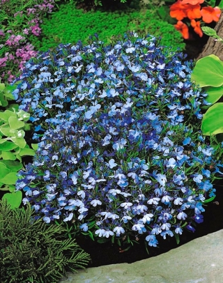Svetlo modré lemovanie lobelia; záhradná lobelia - 