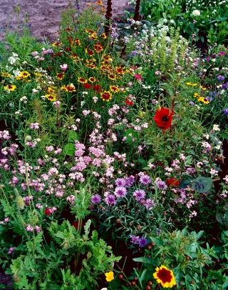 Flowery Meadow Express - vairāk nekā 20 ātri augošu šķirņu sajaukums - 100 grami - 