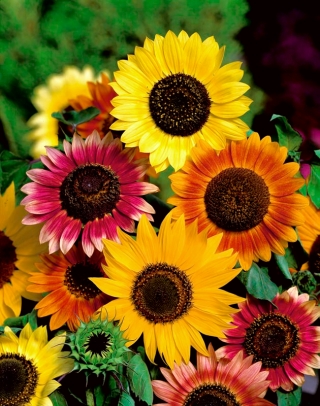 Bunga matahari hiasan - campuran pelbagai warna - 100 gram - 