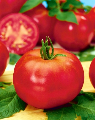 Tomate 'Betalux' – Zwergsorte
