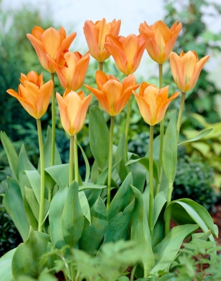 Tulip Orange Emperor - large pack! - 50 pcs