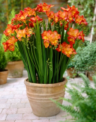 Orange single-flowered freesia - large package! - 100 pcs