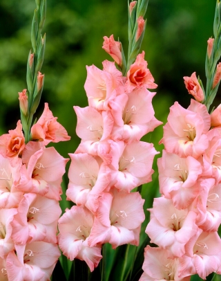 Cimarosa gladiolus - 5 kosov