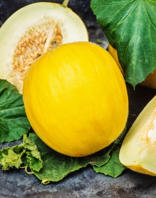 Yellow Canary 2 honeydew meloni - varhainen, keltainen, soikea, makea ja aromaattinen lajike - 