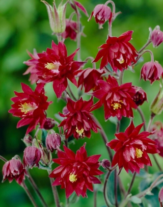 Ruby Port aquilégia, flores duplas vermelhas - 1 pcs.; gorro da vovó
