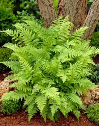 Garden Ferns - Athyrium filix-femina - lady fern - 1 pc