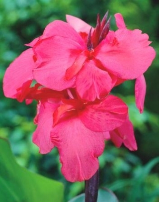 Canna Shining Pink - grand paquet ! - 10 pieces