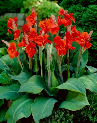 Canna lily - President - gros paquet ! - 10 pieces