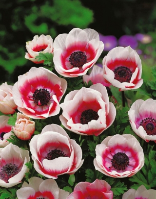 Anemone Bicolor - XXL Packung - 80 Stk