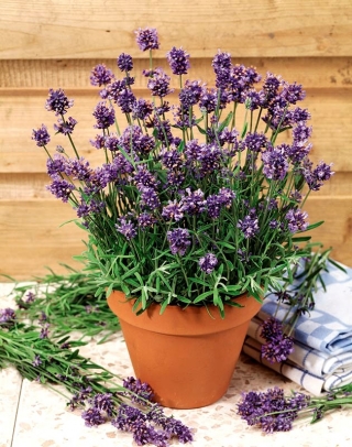 Home Garden - Lavender "Munstead Strain" - for indoor and balcony cultivation; narrow-leaved lavender, garden lavender, English lavender - 200 seeds