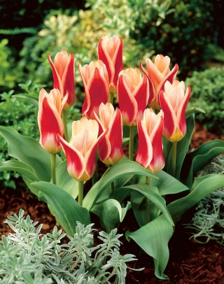 Slúžka tulipán - 5 ks