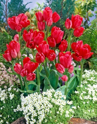 Tulipa Merry Go Round - 5 peças